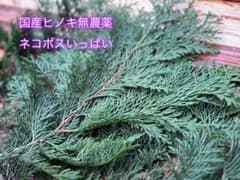 国産ヒノキ　無農薬　ゆうポスminiいっぱい　手のひらサイズのサムネイル