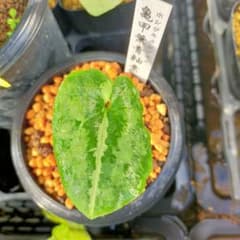 ホシザキ　カンアオイ　亀甲葉 ホシザキ カンアオイ 亀甲葉 【公式通販】