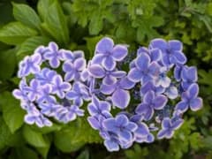 紫陽花　挿し穂　3本のサムネイル