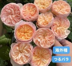 バラ苗 入手困難 希少 大輪 多花性 四季咲き レアバラ 海外種 つるバラ