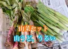 山菜セット　山うど　うるいのサムネイル