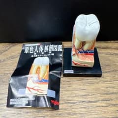 人体解剖図鑑】YUJIN 原色人体解剖図鑑 歯の構造模型⑯ - メルカリ