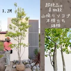 美形。山採りソヨゴ雄株1.2M(鉢底から)◎多方向から趣のある樹形 超絶品。山採りソヨゴ本株立ち 雄株3.2M(鉢底から)◎美斑紋 - メルカリ