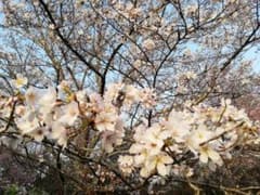くまさん専用クルトガのサムネイル