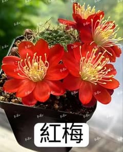 サボテン メディオロビビア♪カキコ1つ V*i様 58-紅梅 超人気 花サボテン メディオロビビア カキコ - メルカリ