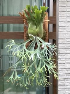 P. willinckii 月光爪哇spore 板付可サイズ - メルカリ
