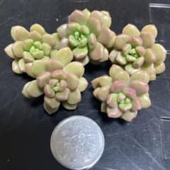 専用ページのサムネイル