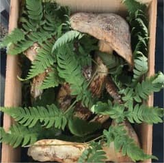 長野県 南信州産 松茸のサムネイル