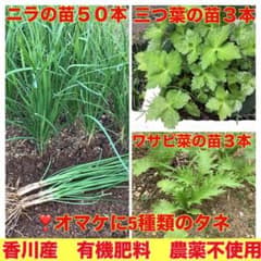 ニラ　抜き苗　株（梱包込50g以内） 3)昨年春種蒔きしたニラの抜き苗50本&三つ葉6本❣️オマケに5種類の種