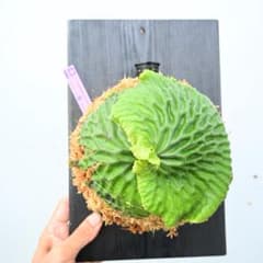 ★P.madagascariense 板付け品 ビカ森wife ☆P.madagascariense 板付け品 ビカ森wife - メルカリ