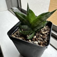 サンスベリアボンセレンシススーパードワーフのサムネイル