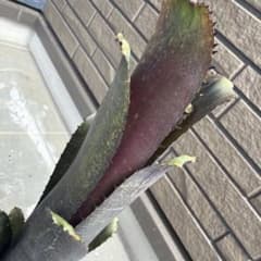 Billbergia Somerset Midnight Stealth - メルカリ
