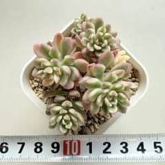 m65691949360_1.jpg?1768630758