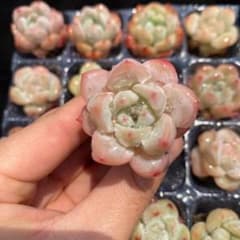 多肉植物　レア　アニー　韓国苗 アニー D0115×16苗 土付き 多肉植物 エケベリア 韓国苗 - メルカリ