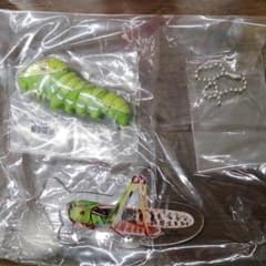 一番くじ  昆虫のサムネイル