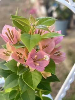 ブーゲンビレア　小夏のサムネイル