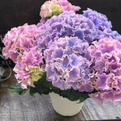 ★ポットごと♡コーラルリーフ♡紫陽花♡アジサイ♡カップ咲き♡のサムネイル