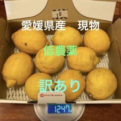 ⑩愛媛県産低農薬レモン9個 1247gのサムネイル