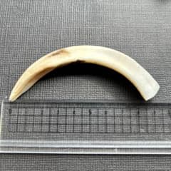 イノシシの牙(約9.5cm)のサムネイル