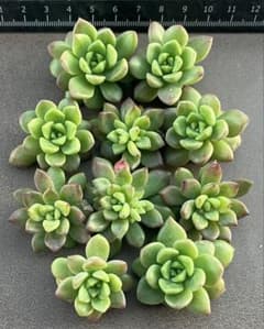 多肉植物 マッコス カット苗 - メルカリ