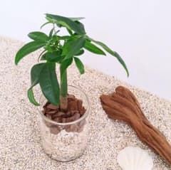 パキラ　実生株　ハイドロカルチャー　観葉植物のサムネイル