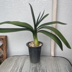 メルカリ便で発送❣️現品　実生苗　君子蘭　緑花　大株　抜き苗 ぎ*4様 君子蘭 大株 抜き苗 - メルカリ
