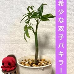 パキラの実　33個 パキラの実 33個 パキラの実 33個