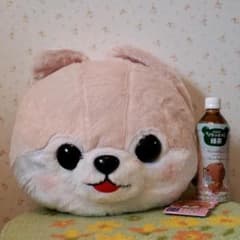 콩 시바 쿠션
