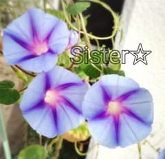 最後です☆西洋朝顔 種 ブルースター 20粒のサムネイル