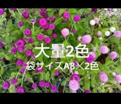 千日紅種　紫　ピンク　大量のサムネイル