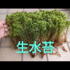生水苔のサムネイル