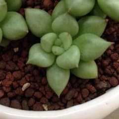 多肉植物アイボリーのサムネイル