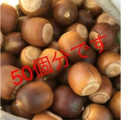 ドングリ　クヌギ　50個分　熱処理済みのサムネイル