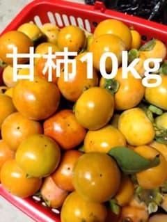 無農薬　甘柿のサムネイル