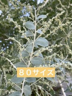 パールアカシアのサムネイル