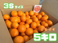 ☆温州みかん☆大坊みかん☆3Sサイズ5キロ（箱込み） - メルカリ