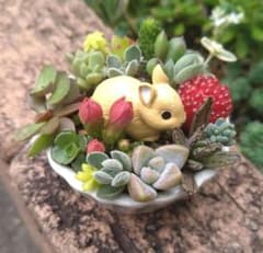 ☆ミニサイズ☆多肉植物☆寄せ植え☆そのまま飾れる☆うさぎさん