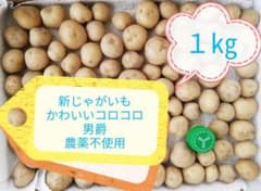 新じゃがいも 1㎏ 男爵 コロコロ 小粒 農薬不使用 新鮮 愛媛 SSこのサムネイル