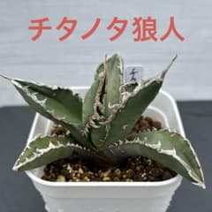 アガベ チタノタ 狼人 極上美株 抜き苗① - メルカリ