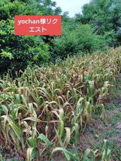 yochan様リクエストジャンボニンニク yochan様リクエストジャンボニンニク - メルカリ