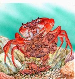 生物細密画「サワガニの子育て」 生物細密画「サワガニの子育て」 - メルカリ