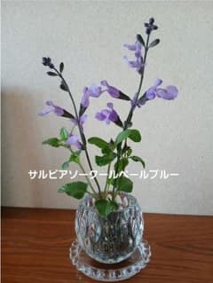 No.➄☘️【無農薬】アジュガ(抜き苗) 西洋十二単（ジュウニヒトエ