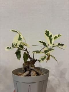ガジュマル 斑入り 観葉植物のサムネイル