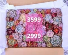 ☆感謝価格☆⑬ 多肉植物 韓国苗入り カット苗♡カラフルセット (チビ苗小苗)のサムネイル