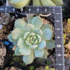 ティッピー 抜き苗 エケベリア 多肉植物 観葉植物 - メルカリ