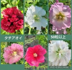 タチアオイ 種 8種類 mix 50粒以上