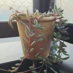 ルビネのサムネイル