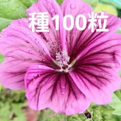 マロウ　種　100粒以上!! マロウ 種 100粒以上!! - メルカリ