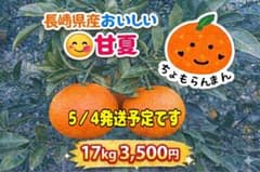 長崎県産 甘夏 17kg 3,500円　5／４発送のサムネイル