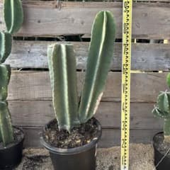 売り切越冬 柱サボテン 鬼面角 発根 ドライガーデン ココスヤシ ウチワ